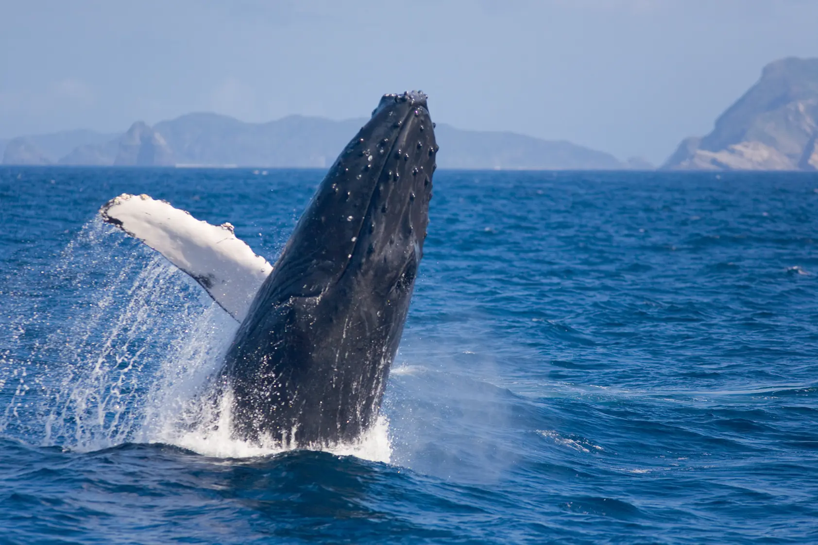 ザトウクジラのブリーチング