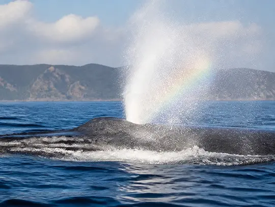 クジラの潮吹き