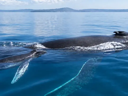 クジラの親子